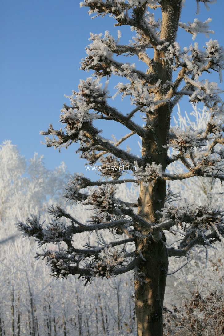 Acer zoeschense 'Annae'