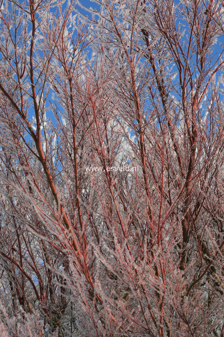 Acer palmatum 'Sango kaku'