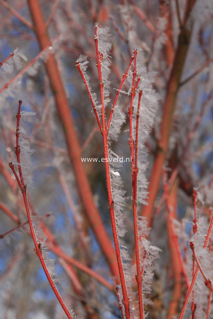 Acer palmatum 'Sango kaku'