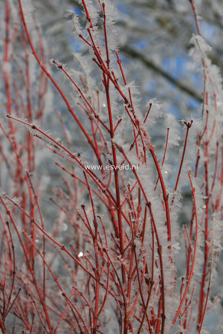 Acer palmatum 'Sango kaku'