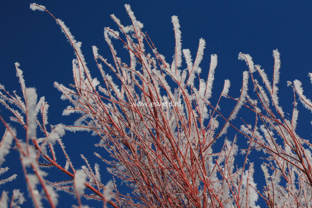 Acer palmatum 'Sango kaku'