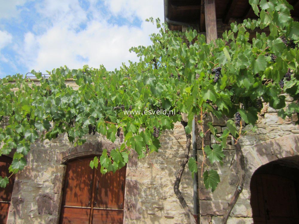 Vitis vinifera