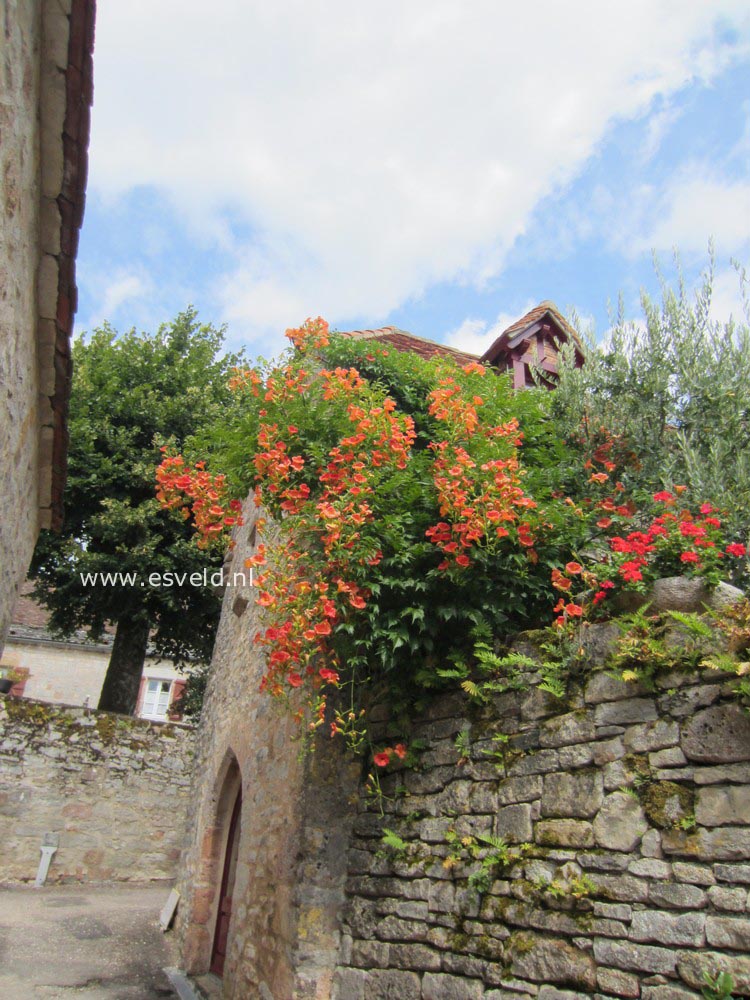 Campsis grandiflora