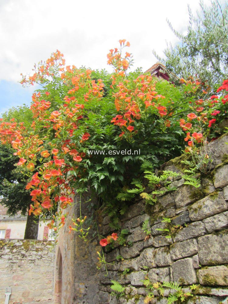 Campsis grandiflora