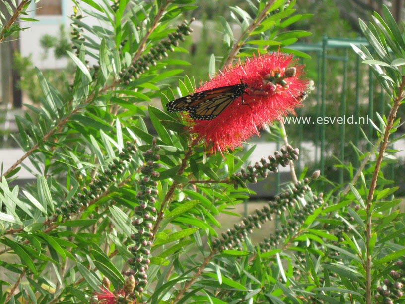 Callistemon citrinus 'Splendens'