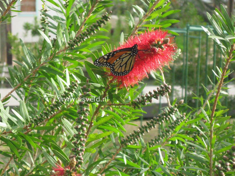 Callistemon citrinus 'Splendens'