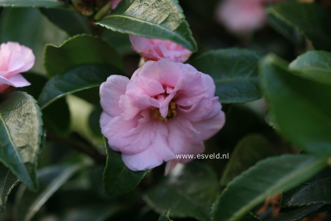 Camellia 'Winter's Peony'