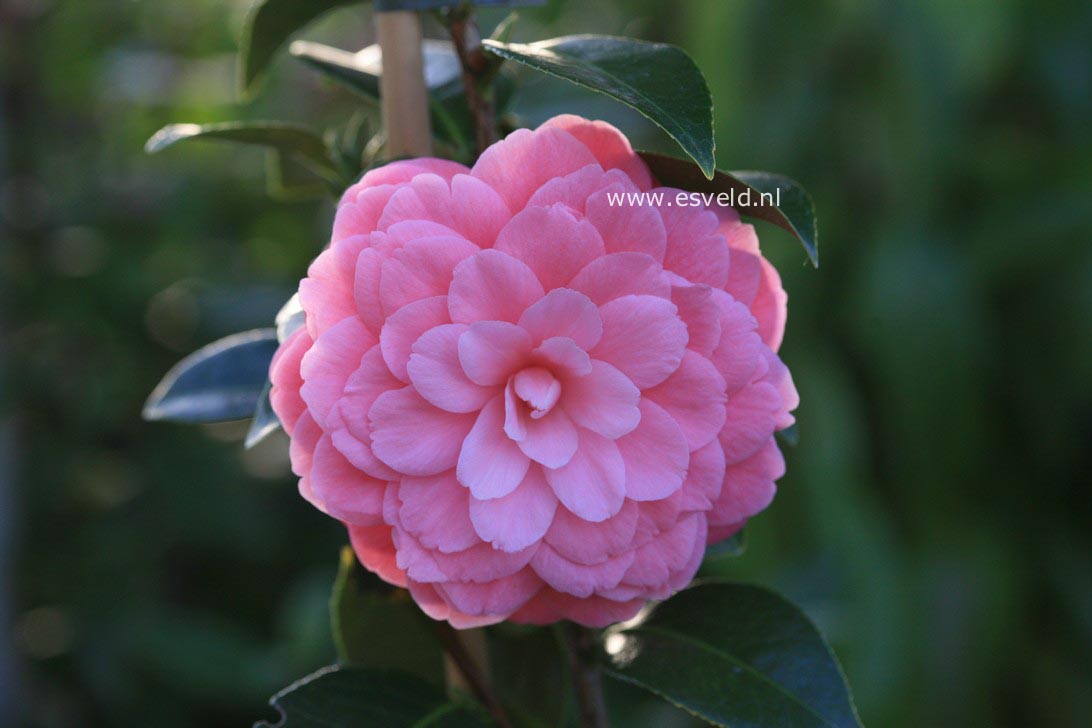 Camellia japonica 'Mrs. Tingley'