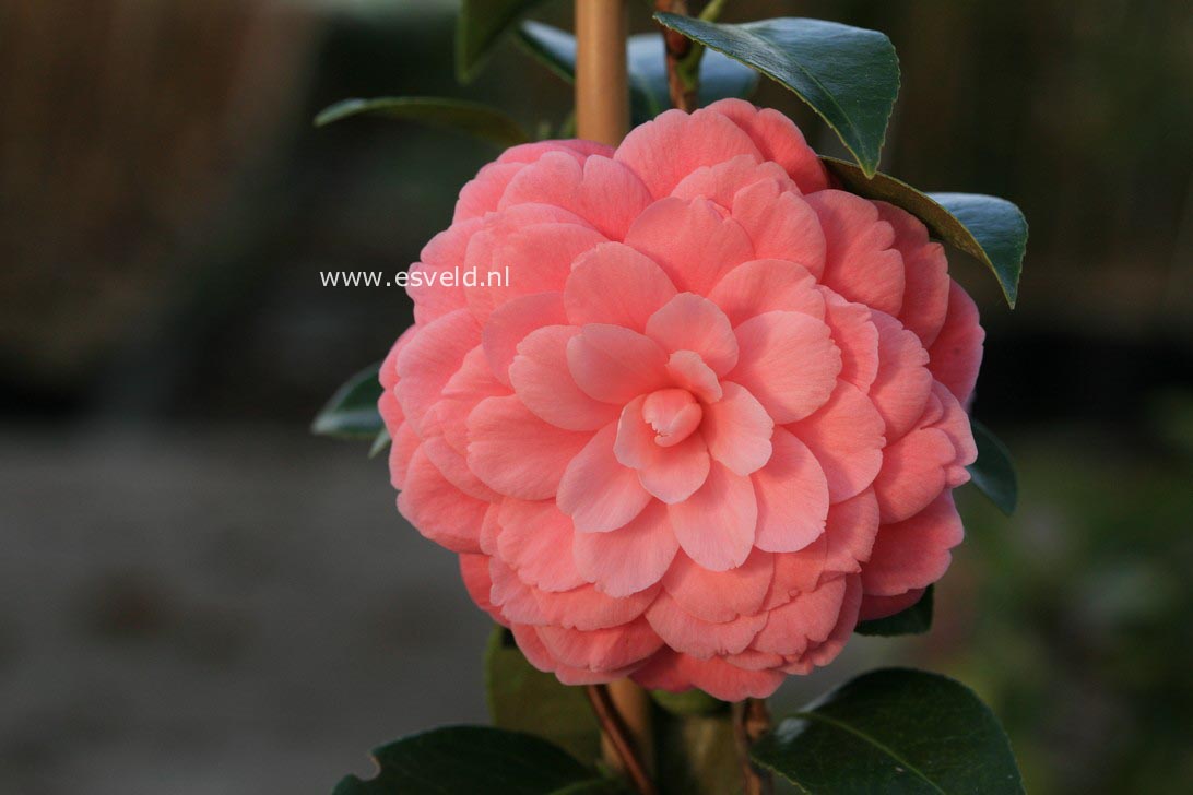 Camellia japonica 'Mrs. Tingley'