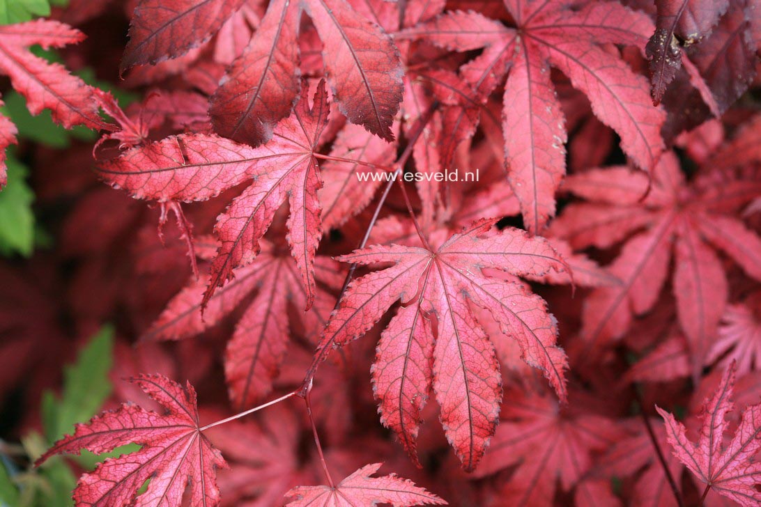 Acer palmatum 'Amagi shigure'