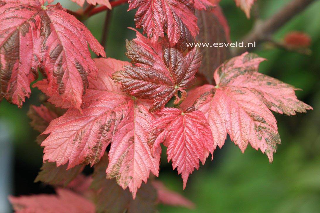 Acer pseudoplatanus 'Simon Louis Freres'