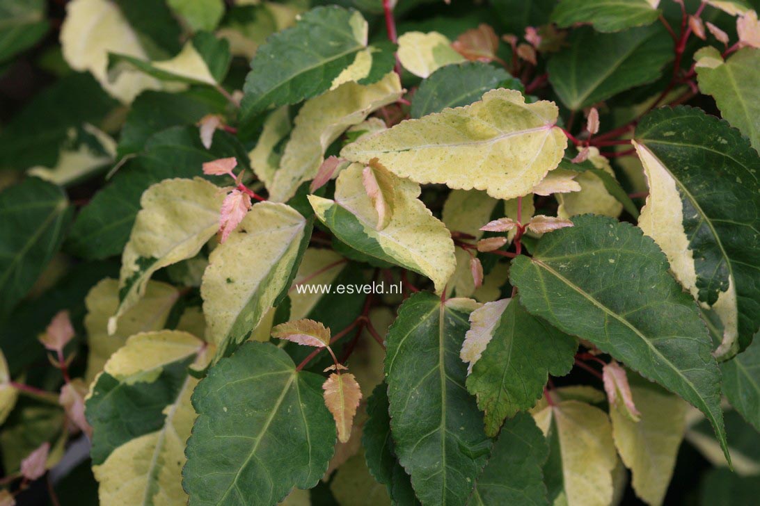 Acer crataegifolium 'Me uri no ohfu'