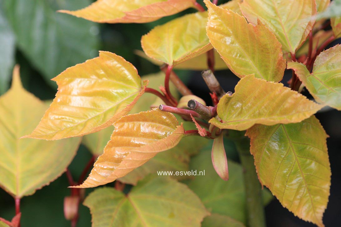 Acer capillipes 'Honeydew'