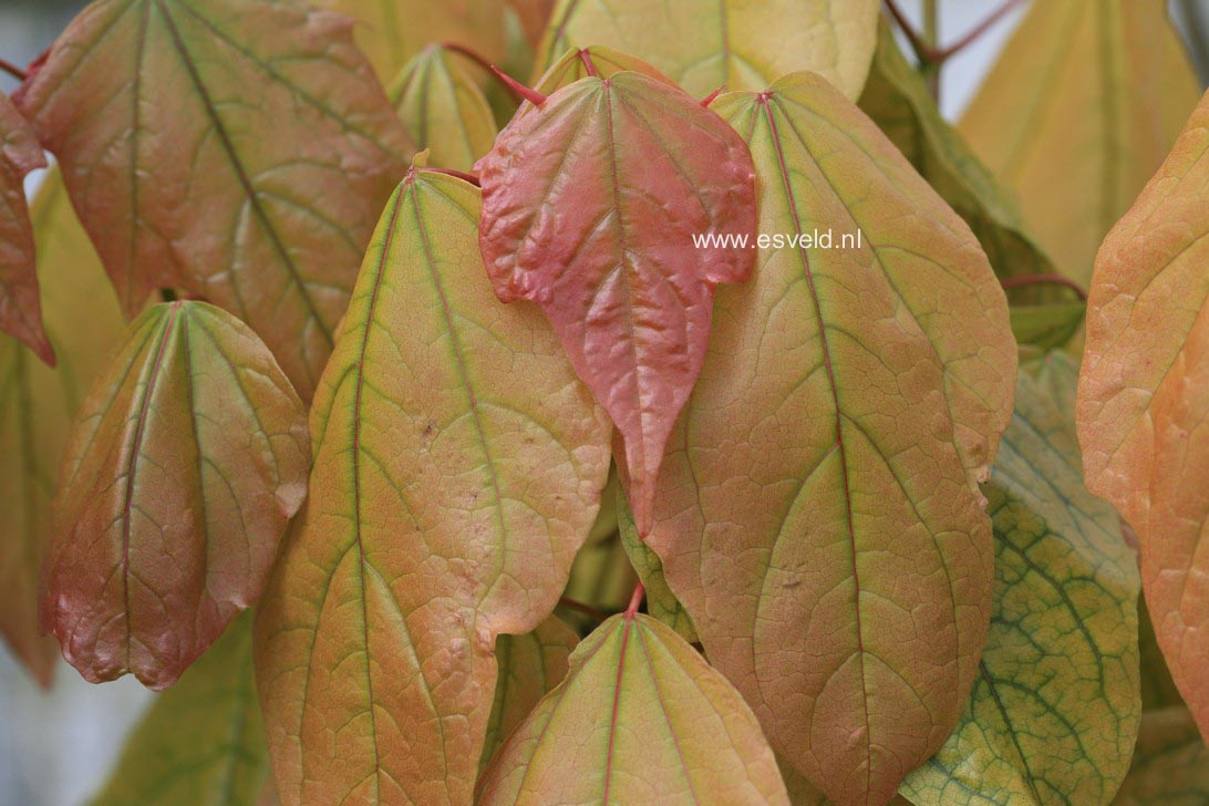 Acer longipes catalpifolium