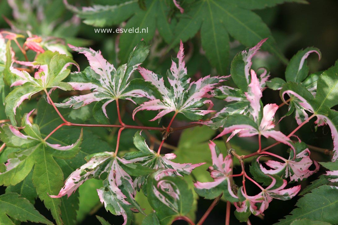 Acer palmatum 'Rokugatsu en nishiki'