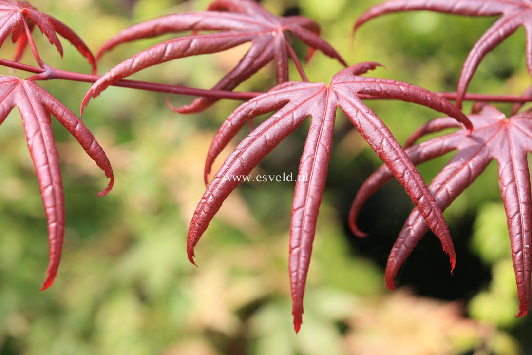 Acer palmatum 'Peve Starfish'