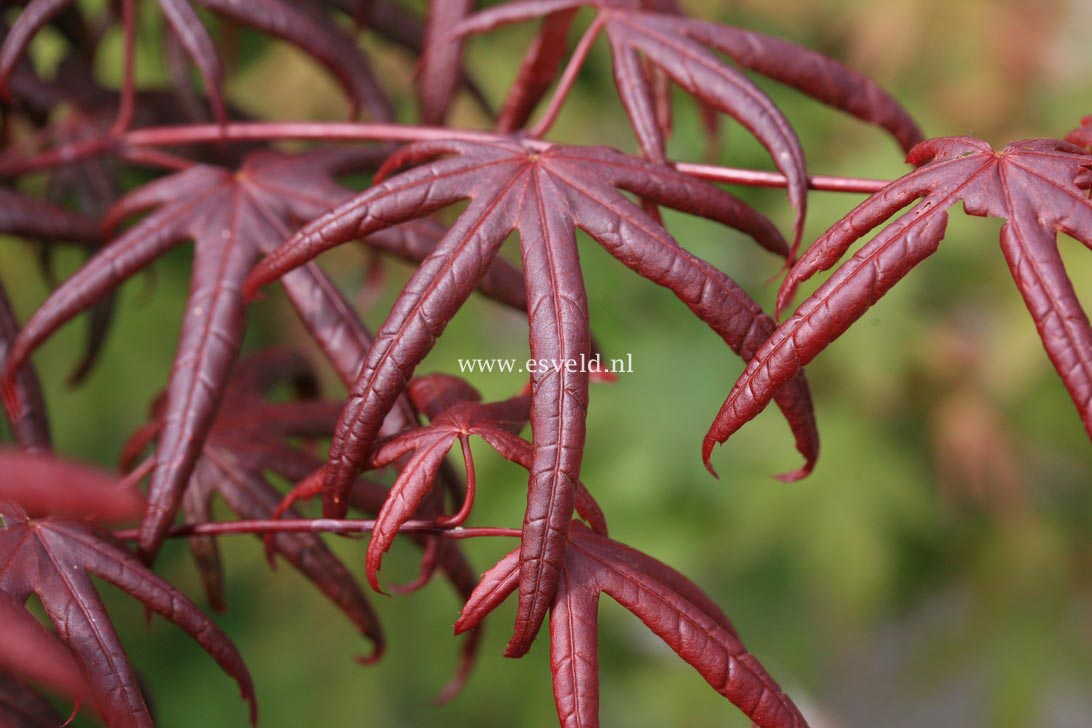 Acer palmatum 'Peve Starfish'