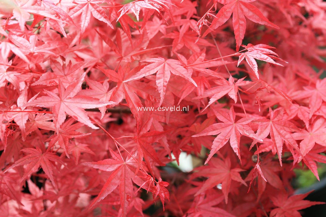 Acer palmatum 'Otome zakura'