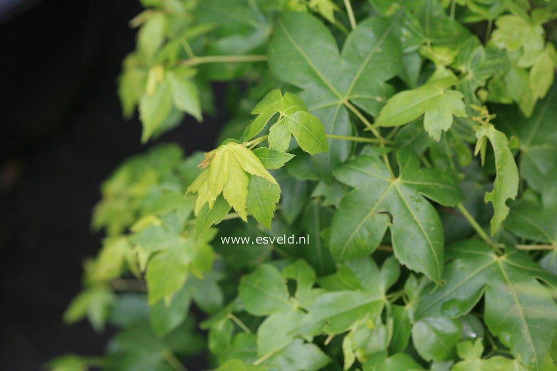 Acer pauciflorum