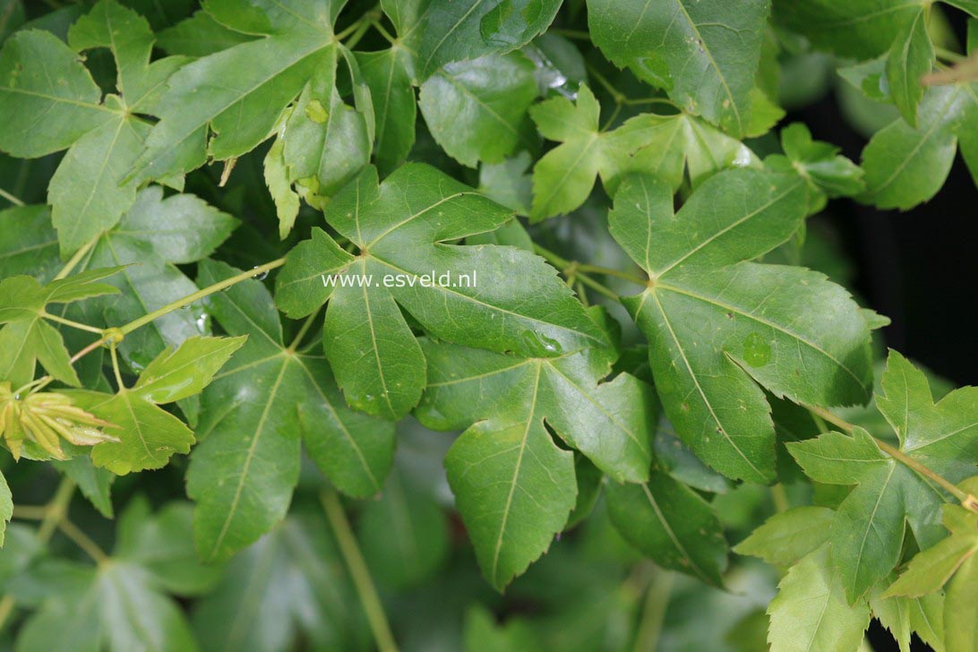 Acer pauciflorum