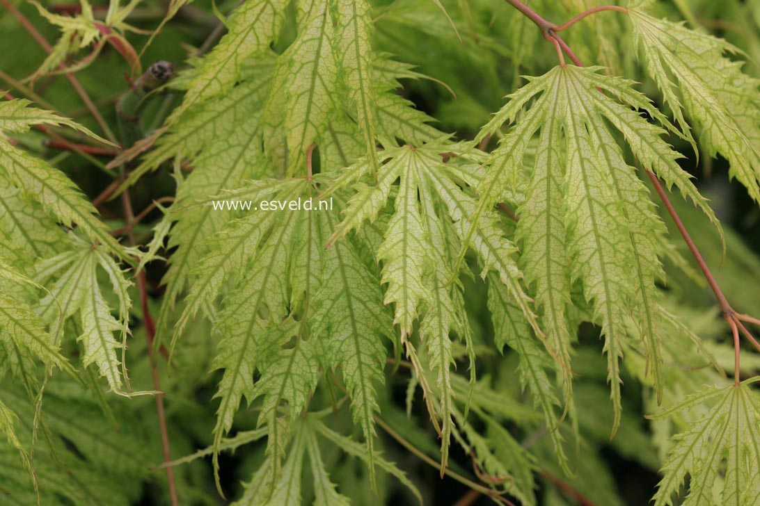 Acer palmatum 'Tiger Rose'