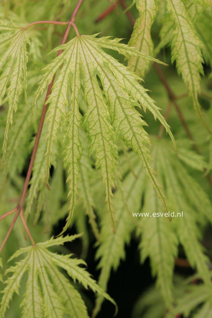 Acer palmatum 'Tiger Rose'