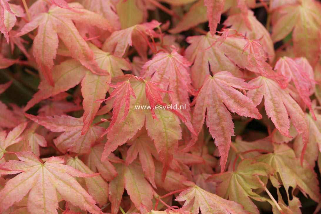 Acer palmatum 'Seigen'