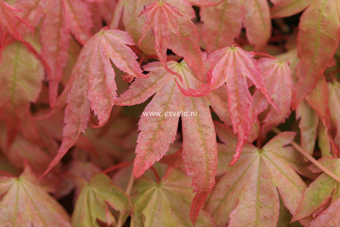 Acer palmatum 'Seigen'