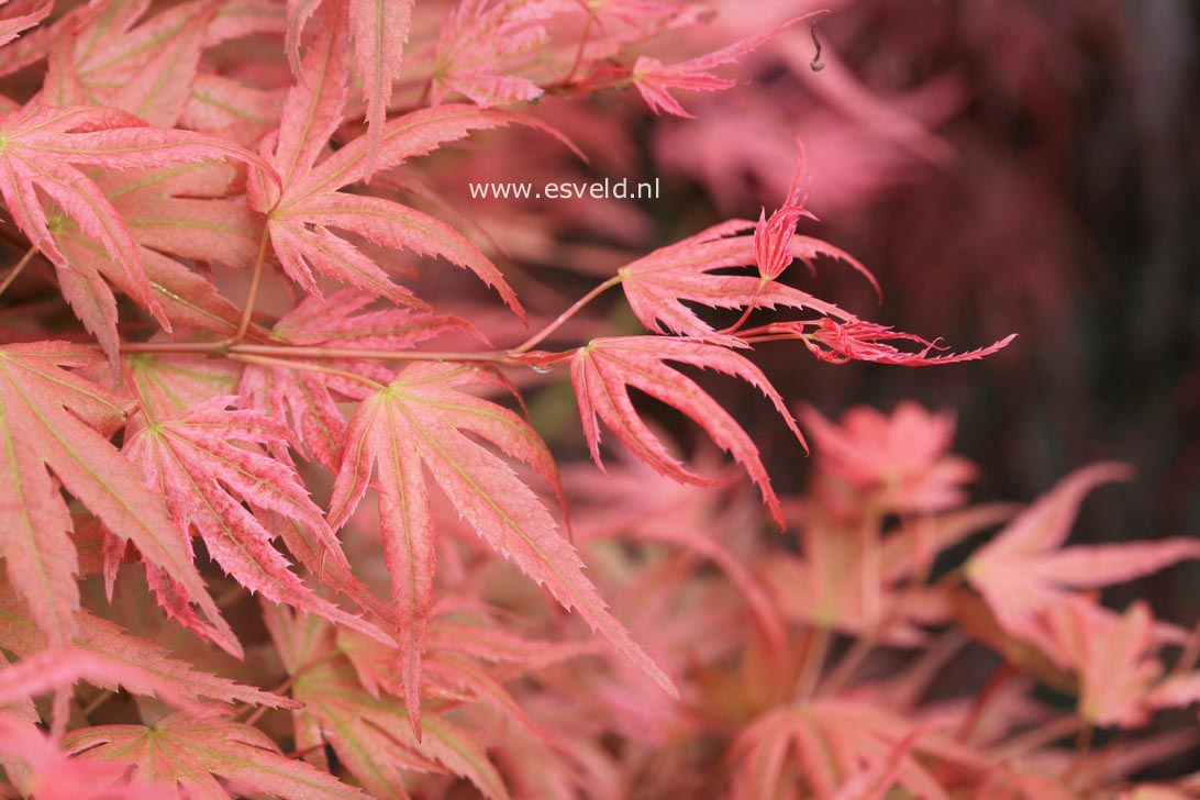 Acer palmatum 'Phoenix'