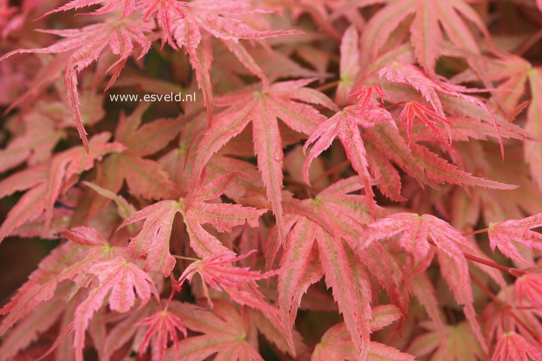 Acer palmatum 'Phoenix'