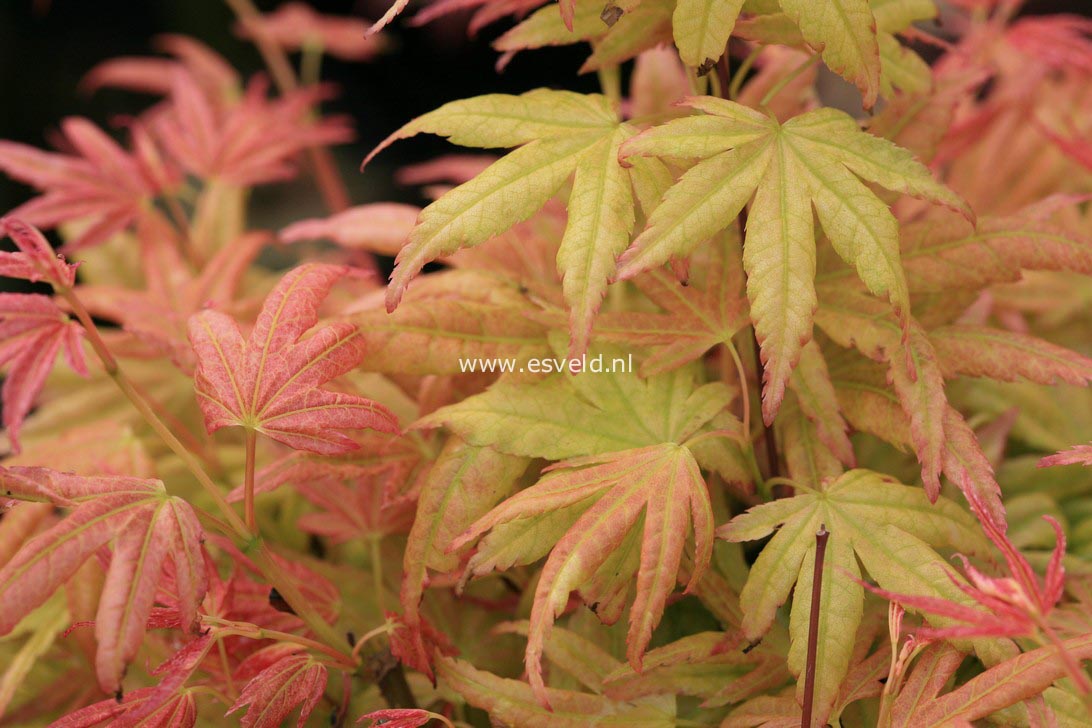 Acer palmatum 'Kinran'