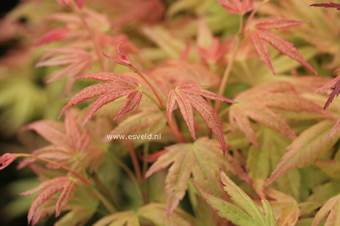 Acer palmatum 'Kinran'