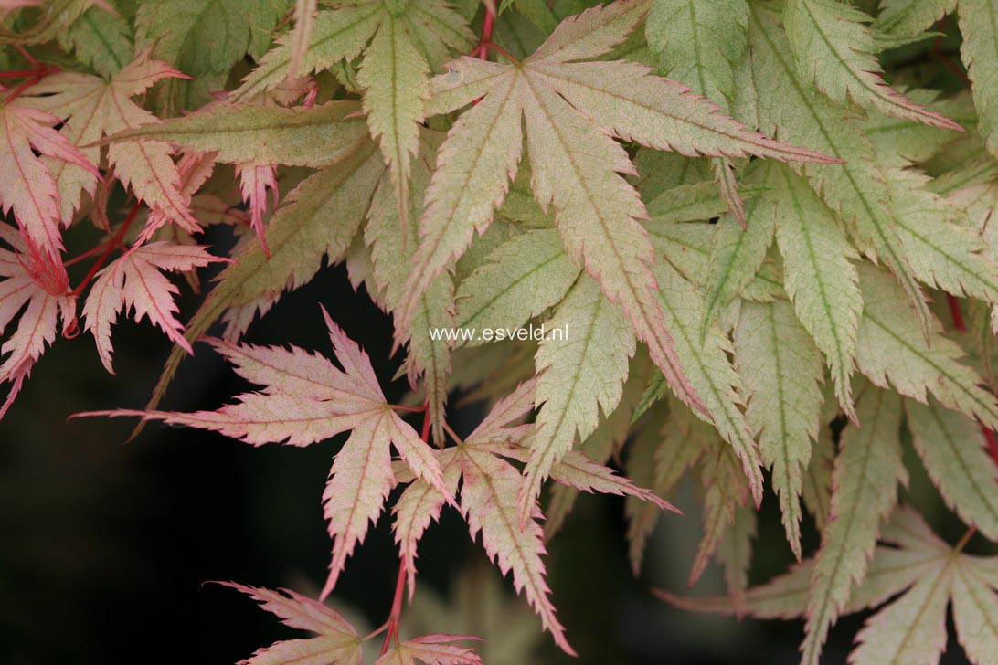 Acer palmatum 'Coral Pink'