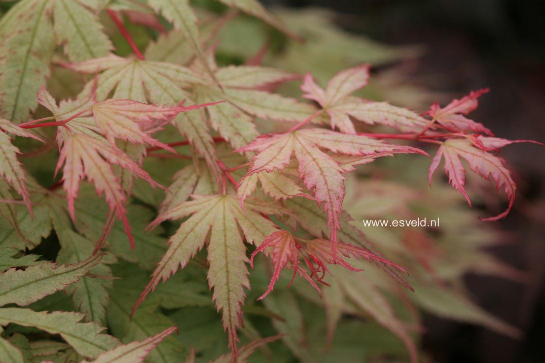 Acer palmatum 'Coral Pink'