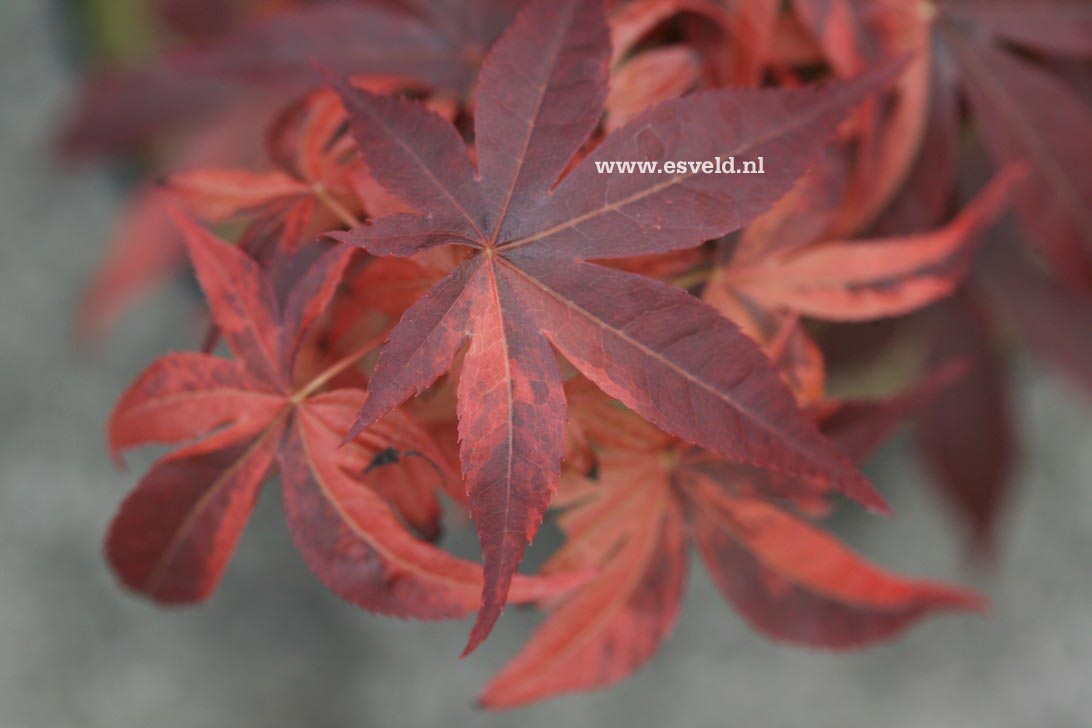 Acer palmatum 'Hinode nishiki'