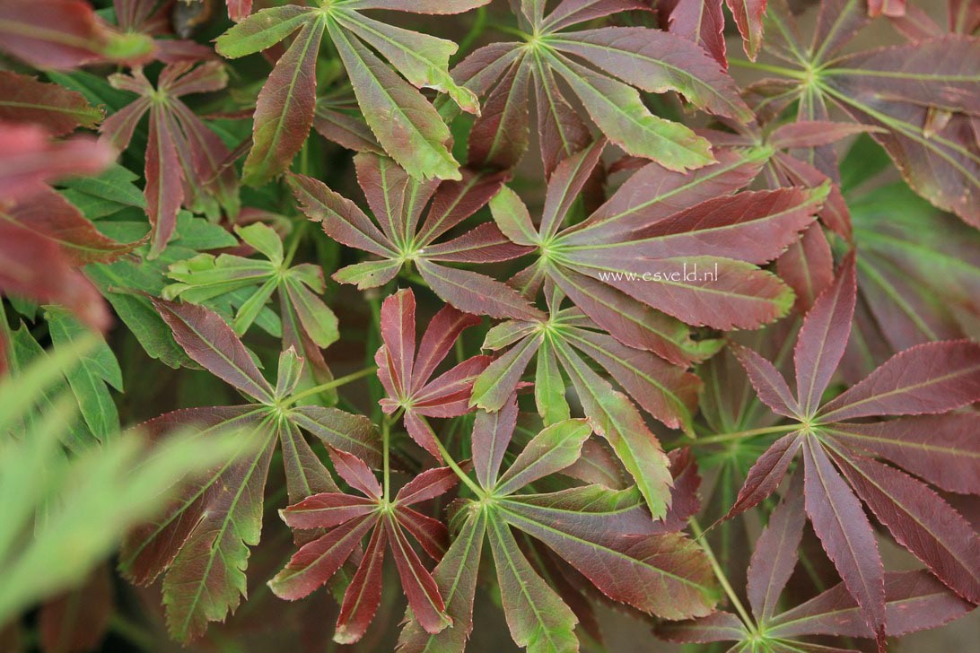 Acer palmatum 'Fior d'Arancio'