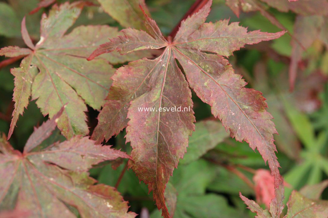 Acer palmatum 'Rugose'