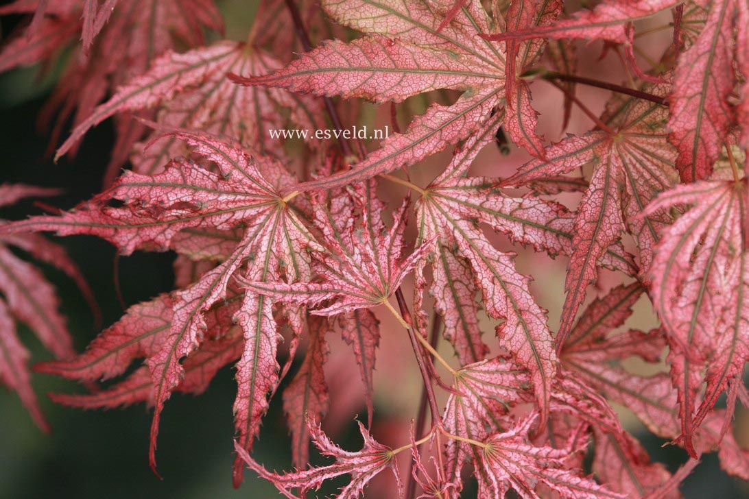 Acer palmatum 'Mikazuki'