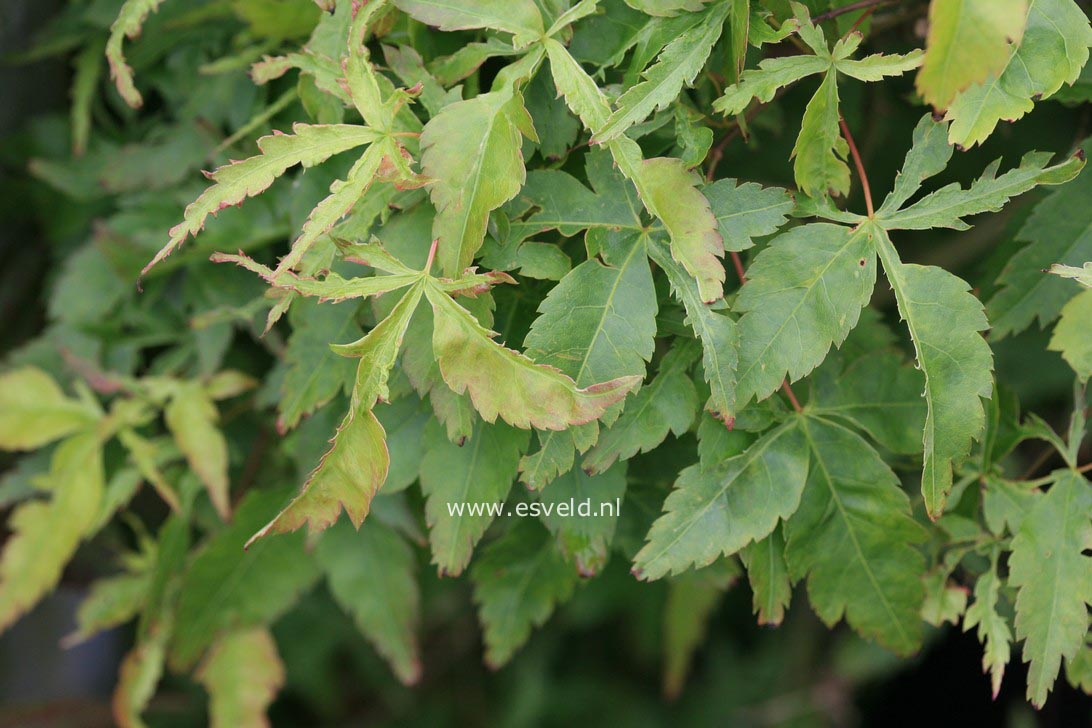 Acer palmatum 'Mama'