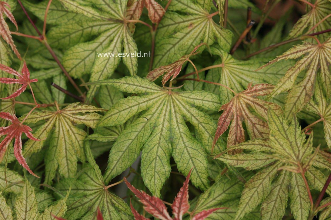 Acer palmatum 'Will's Devine'