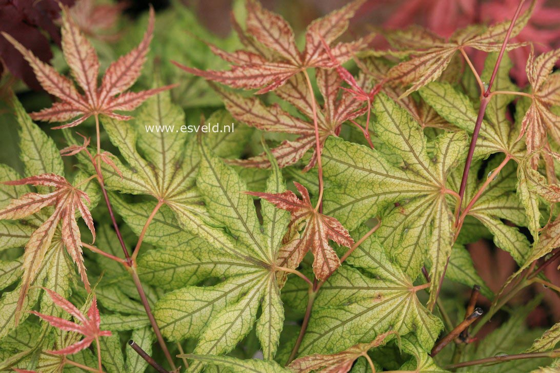 Acer palmatum 'Will's Devine'