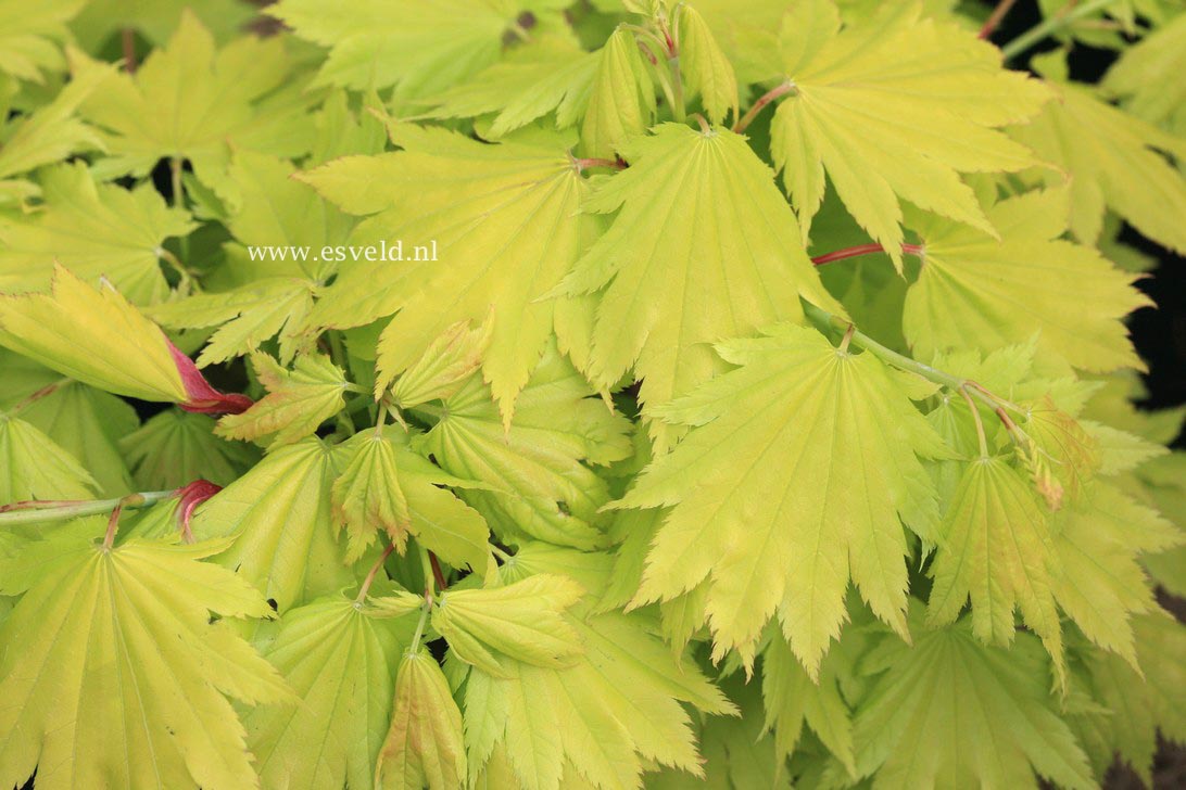 Acer shirasawanum 'Sonya Marie'