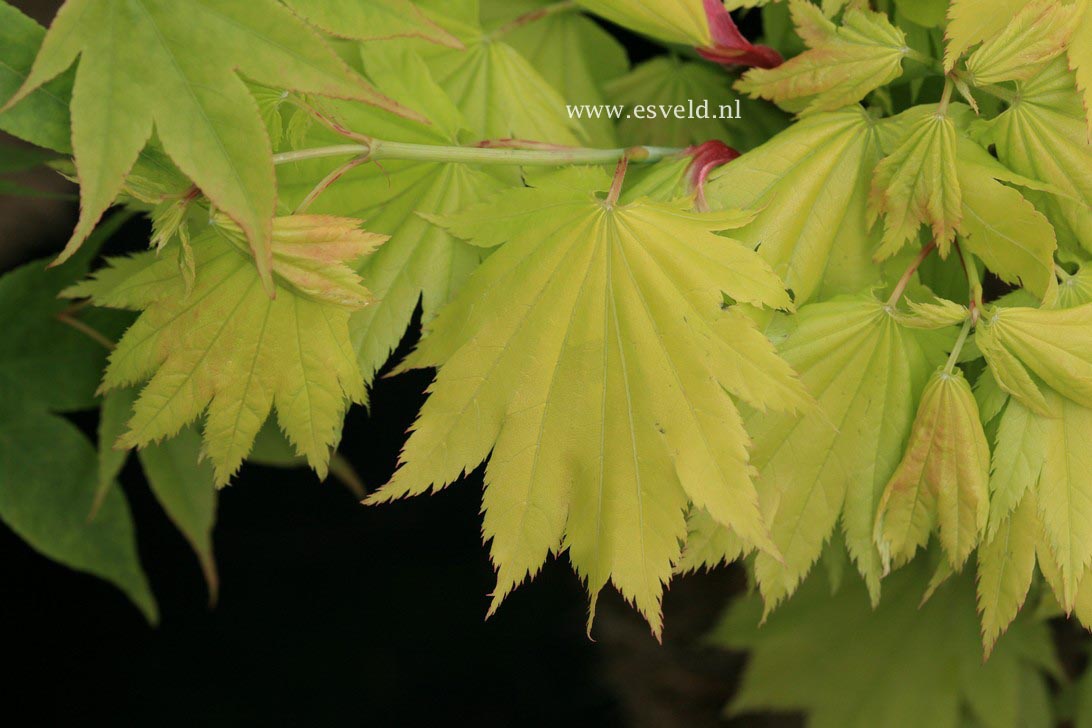 Acer shirasawanum 'Sonya Marie'