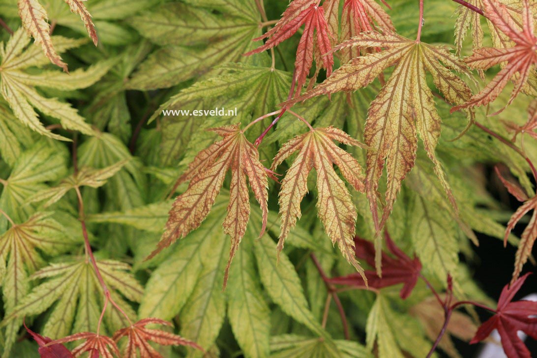 Acer palmatum 'Elmwood'