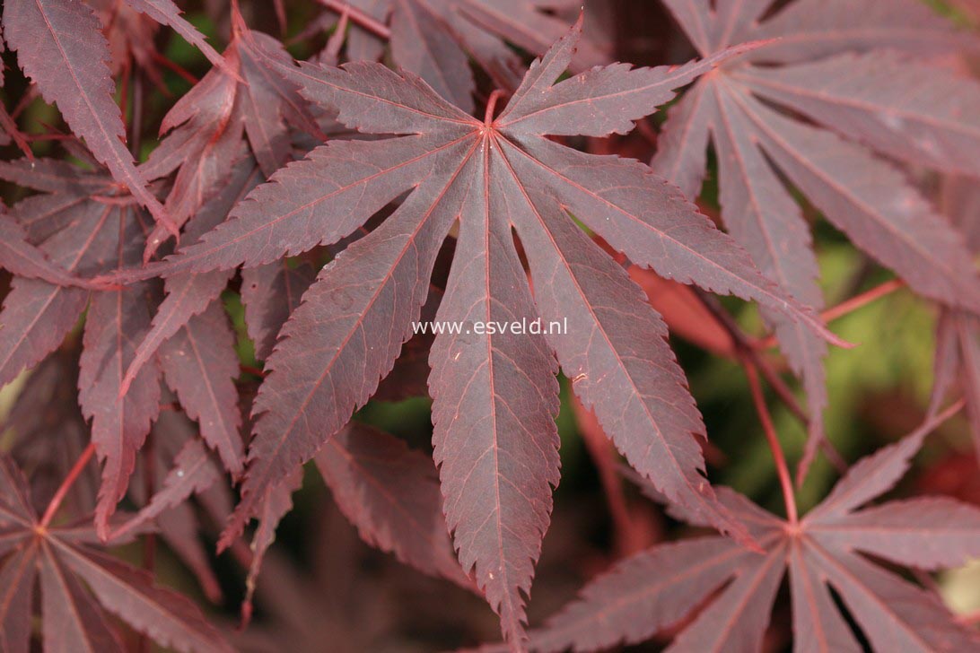 Acer palmatum 'Sumi nagashi'