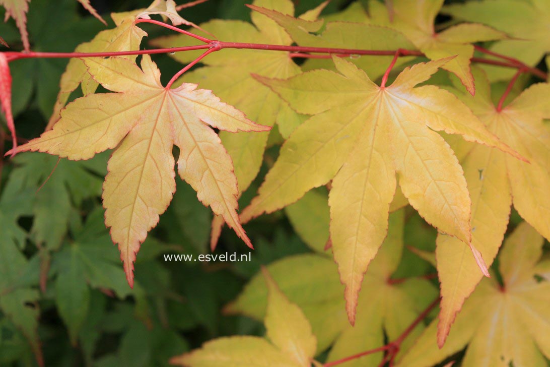 Acer palmatum 'Usu midori'