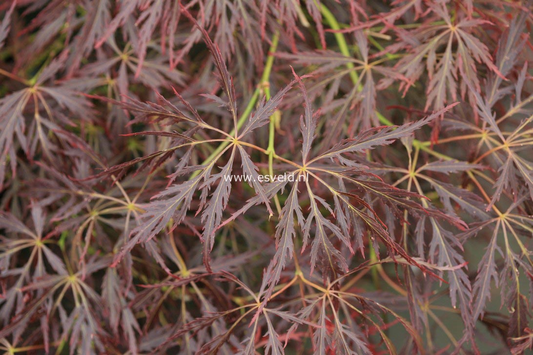 Acer palmatum 'Takara yama'