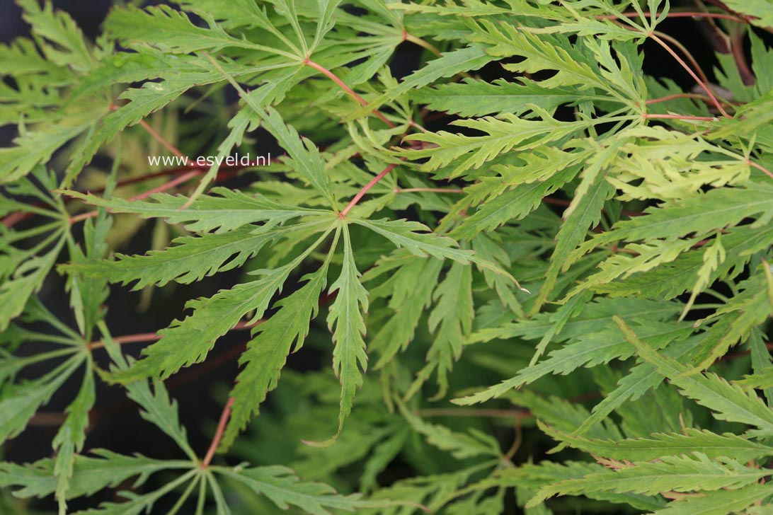 Acer palmatum 'Washi no o'