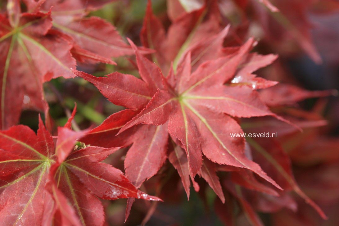 Acer palmatum 'Beni hoshi'