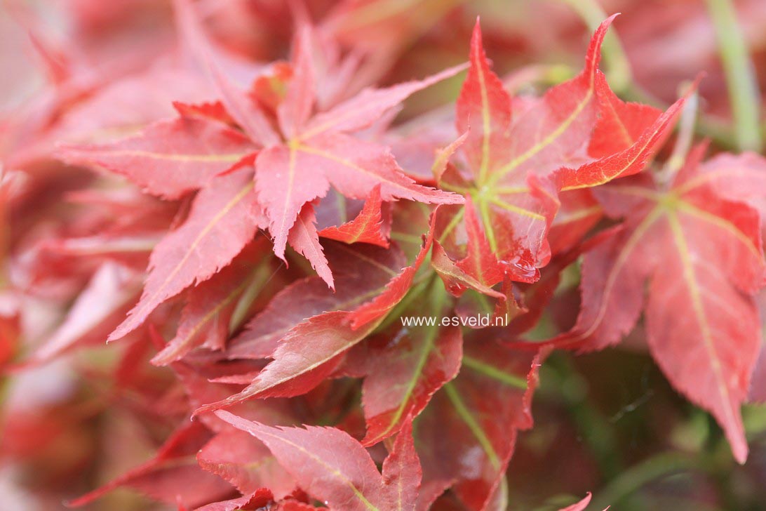 Acer palmatum 'Beni hoshi'